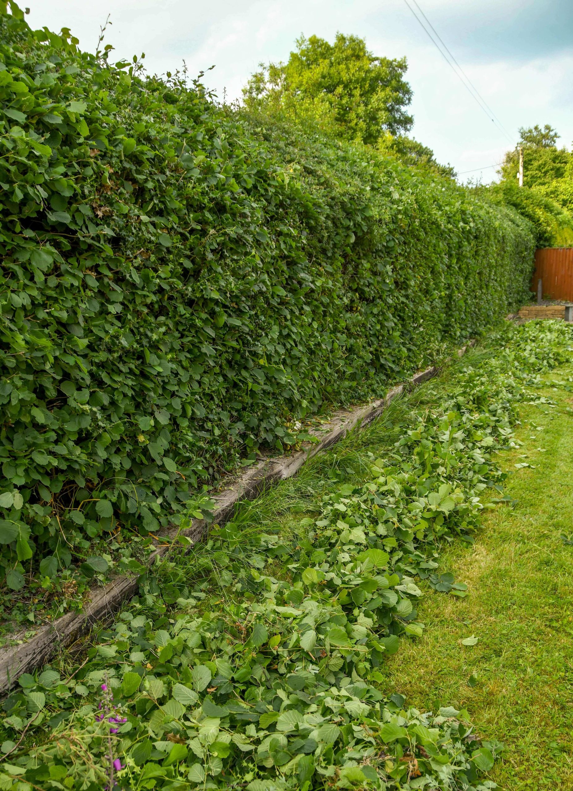 Garden Maintenance Peckham SE15